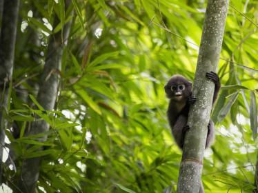 Gibbon in Khao Sok NP - ©ELEPHANT HILLS