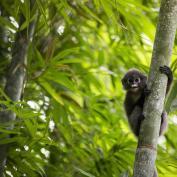 Gibbon in Khao Sok NP - ©ELEPHANT HILLS