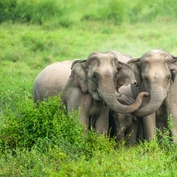 Elephants in Kui Buri National Park, Thailand 