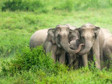 Elephants in Kui Buri National Park, Thailand