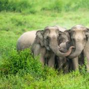 Elephants in Kui Buri National Park, Thailand 