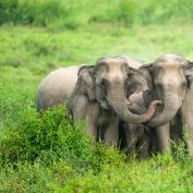 Elephants in Kui Buri National Park, Thailand