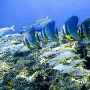 Snorkelling in Phuket - ©Frans-Daniels