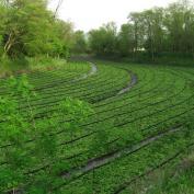 Wasabi fields at Daio Wasabi farm