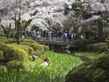 Cherry blossom in traditional Japanese garden in Kanazawa