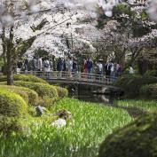 Cherry blossom in traditional Japanese garden in Kanazawa