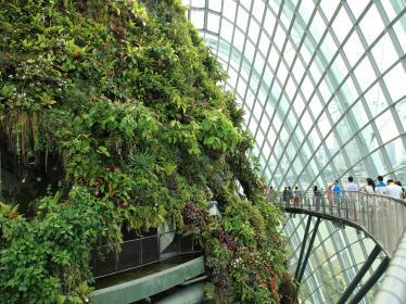 Elevated walkway around top of cloud forest biome