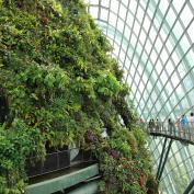 Elevated walkway around top of cloud forest biome