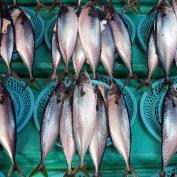 Fish on display at fish market in Busan