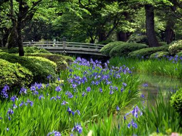 Purple flowers in Kenrokuen gardens in Japan