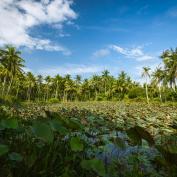 Palm trees between mangrove swamp in Palau Ubin