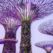 Purple illuminated supertrees with walkways