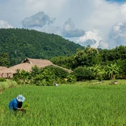 Farming in rice fields in Northern Thailand 