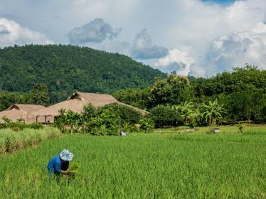 Farming in rice fields in Northern Thailand