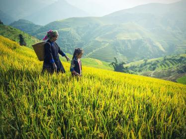 Woman and child working in the rice fields