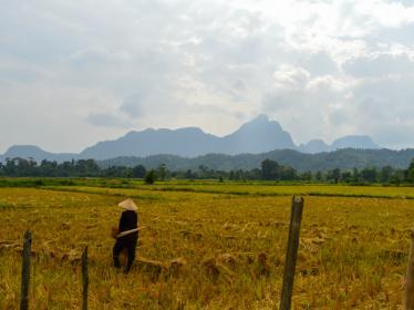 Farmer working in rice fields of Vang Vieng with karst mountains in the background