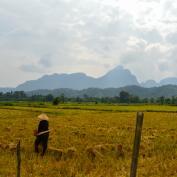 Farmer working in rice fields of Vang Vieng with karst mountains in the background