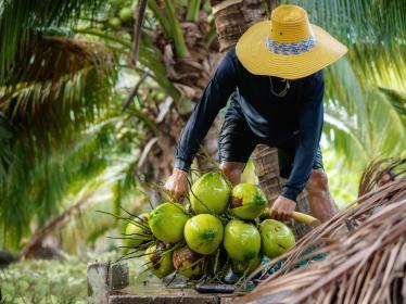 Man cutting down coconuts in Thailand