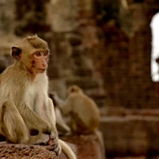 Macaque monkey sitting on temple ruins 