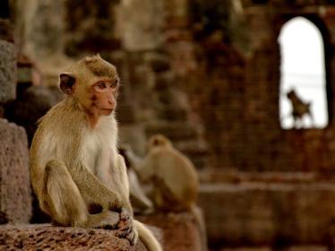 Macaque monkey sitting on temple ruins