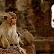 Macaque monkey sitting on temple ruins 