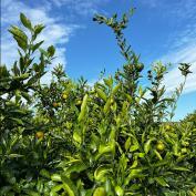 Tangerine trees in Jeju Island on sunny day 