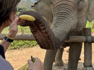Tourist feeding an elephant at an ethical elephant sanctuary in Laos