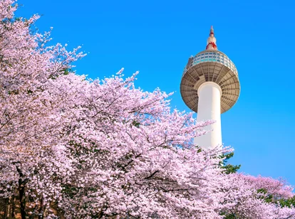 Seoul Tower rises above beautiful cherry blossom trees agains vibrant sky background