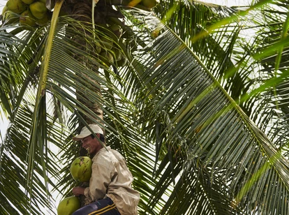Man picking coconuts up a palm tree in Vietnam