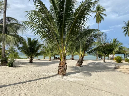 The palm lined coast of Cambodia's beaches in January