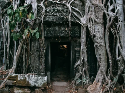 Roots around Cambodian temple during rainy season making it a quieter time for tourists to see the temple complex without lots of people