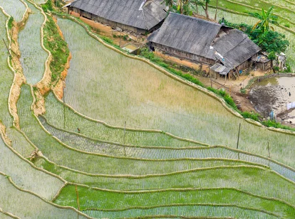 Hoang Su Phi rice fields in Vietnam during green season