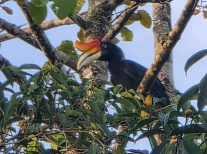 Borneo hornbill in the jungle during May