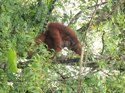 Orangutan in Borneo during May 