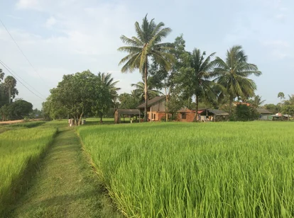 A green field in Cambodia homestay