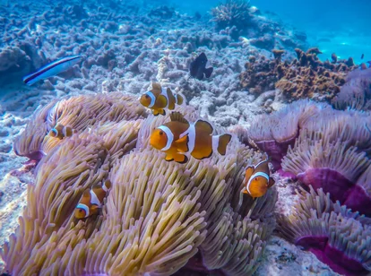 Clownfish in Malaysia scuba diving experience under the water