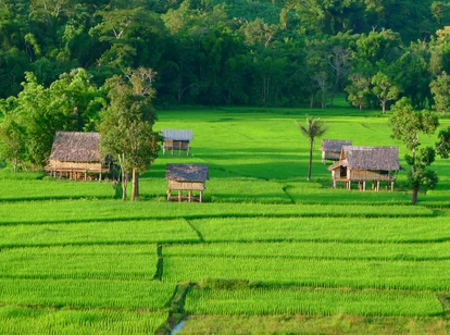 Bright green rice paddies after the wet season in Laos