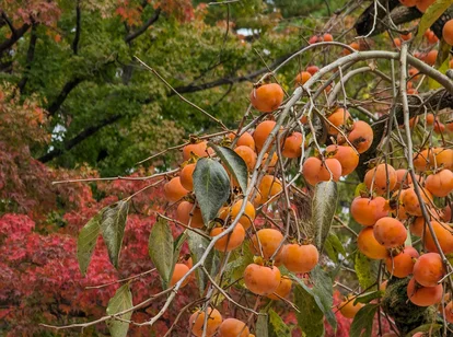 South Korea autumn leaves October