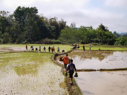 Farm stay Laos working in the rice fields