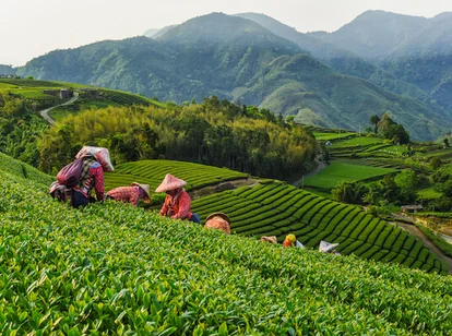 Tea plantation Alishan