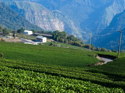 Taiwan tea fields - green, with road running between in near distance. Mountains in the background