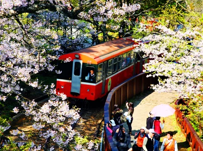 Train and Cherry Blossom trees in Alishan, Taiwan