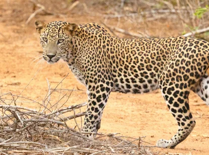 Leopard in Yala National Park, Sri Lanka