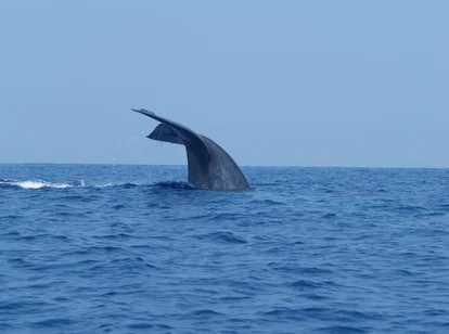 Whale Watching, Mirissa, Sri Lanka