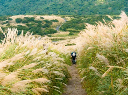 Long grasses with two hikers walking along a trail.