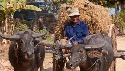 Village life on the outskirts of Siem Reap