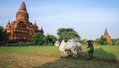 A farmer working an ox pulled cart beneath a teample in Bagan