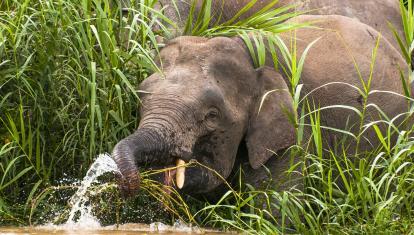 Elephants in the wild at the Kinabatangan river in Sabah, Borneo, Malaysia