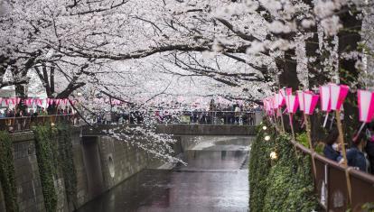 Cherry blossom trees on the banks of the river in Tokyo