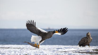 Stellar sea eagles taking off from ice field in Hokkaido